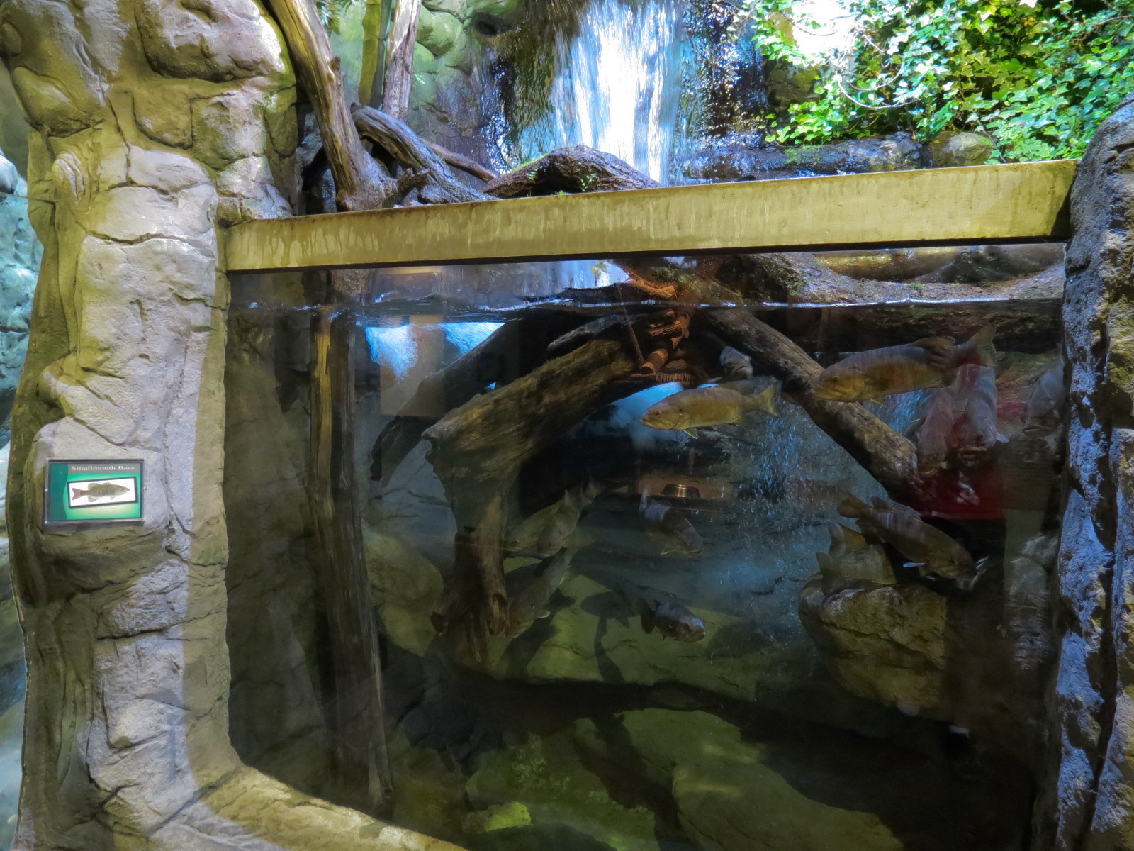 Ozark Stream - Chub and Smallmouth Bass Exhibit