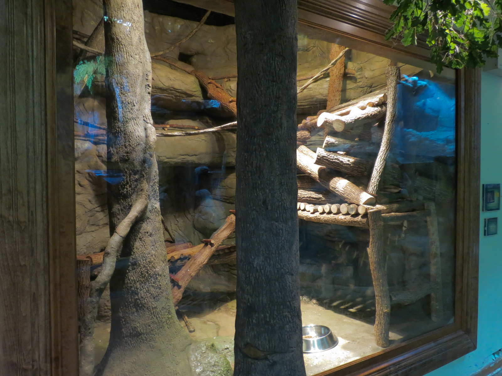 Ozark Stream - Raccoon Exhibit