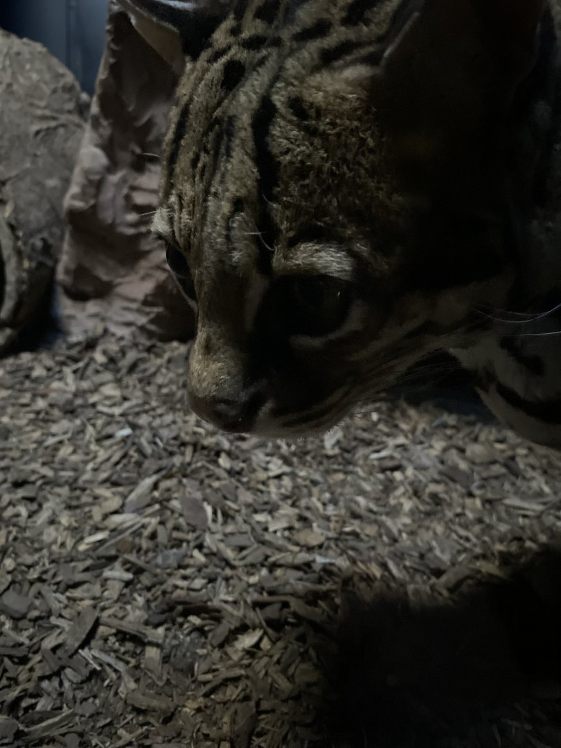 Ozzy The Ocelot 01 - Zoo America