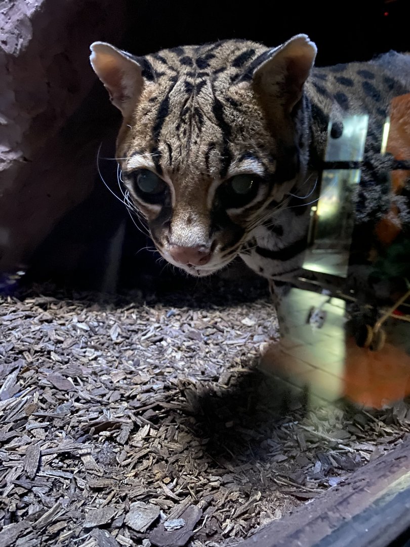 Ozzy The Ocelot 02 - Zoo America