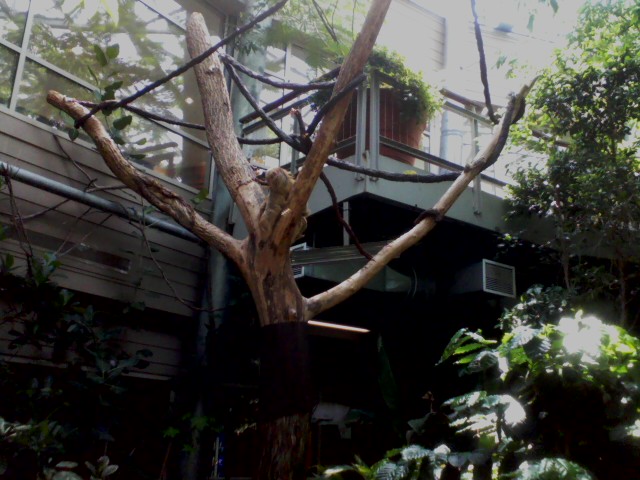 P&G Discover Forest- Linnaeus's Two-toed Sloth tree