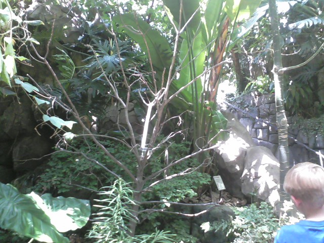 P&G Discovery Forest- Blue-and-gold Macaw island