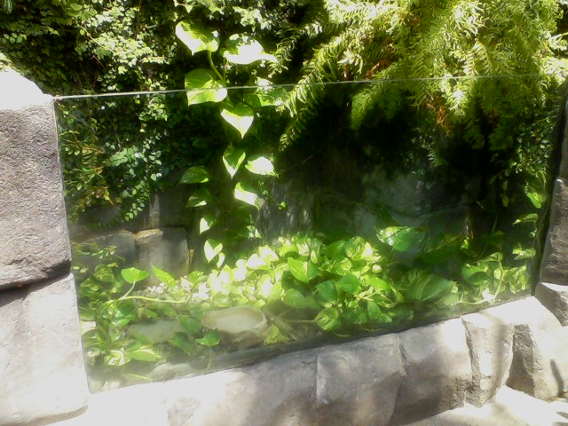 P&G Discovery Forest- Cane Toad exhibit