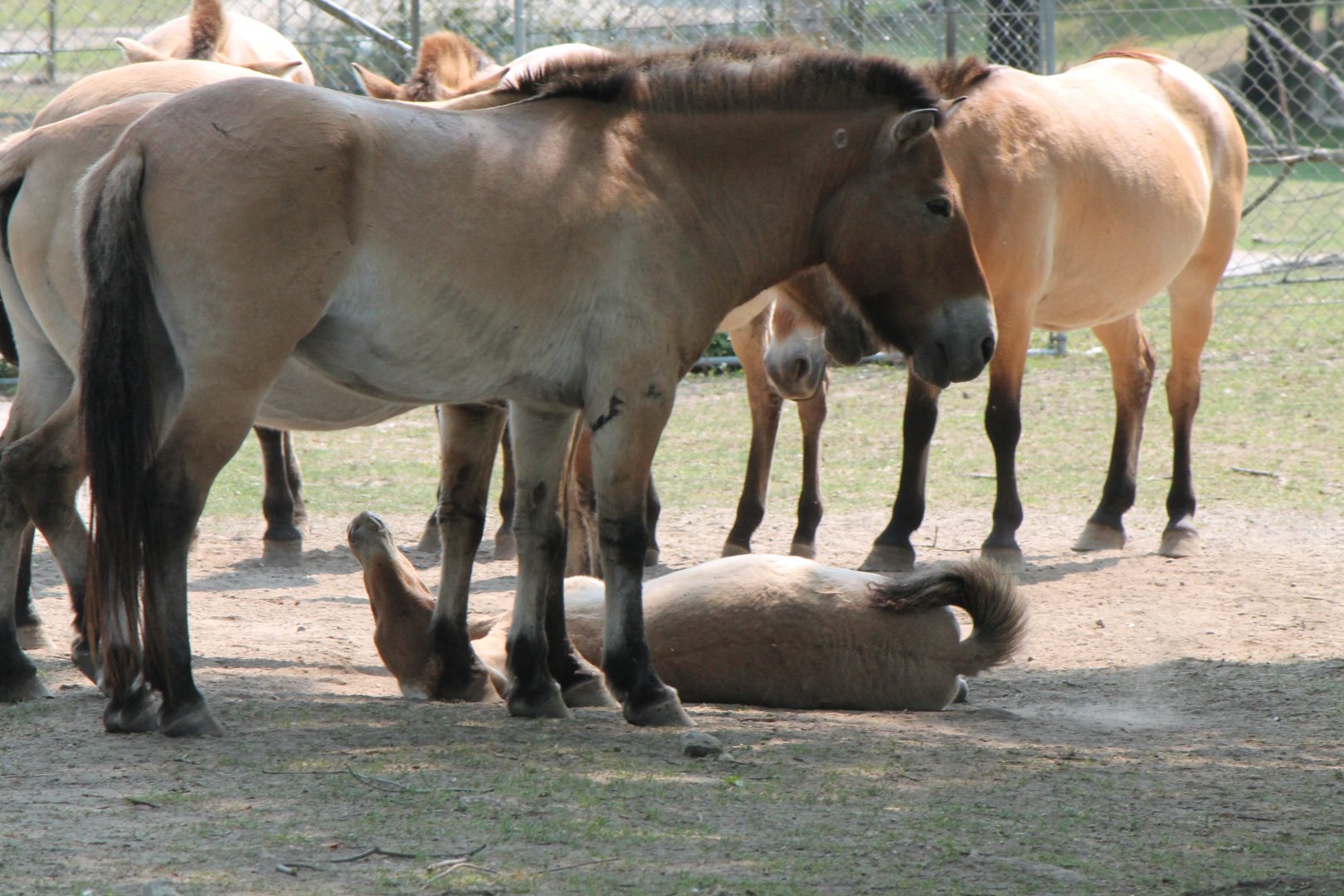 P.horses from zoomobile