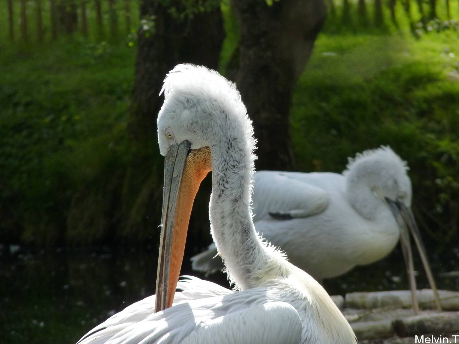 P?lican fris? / Dalmatian pelican (Pelecanus crispus)