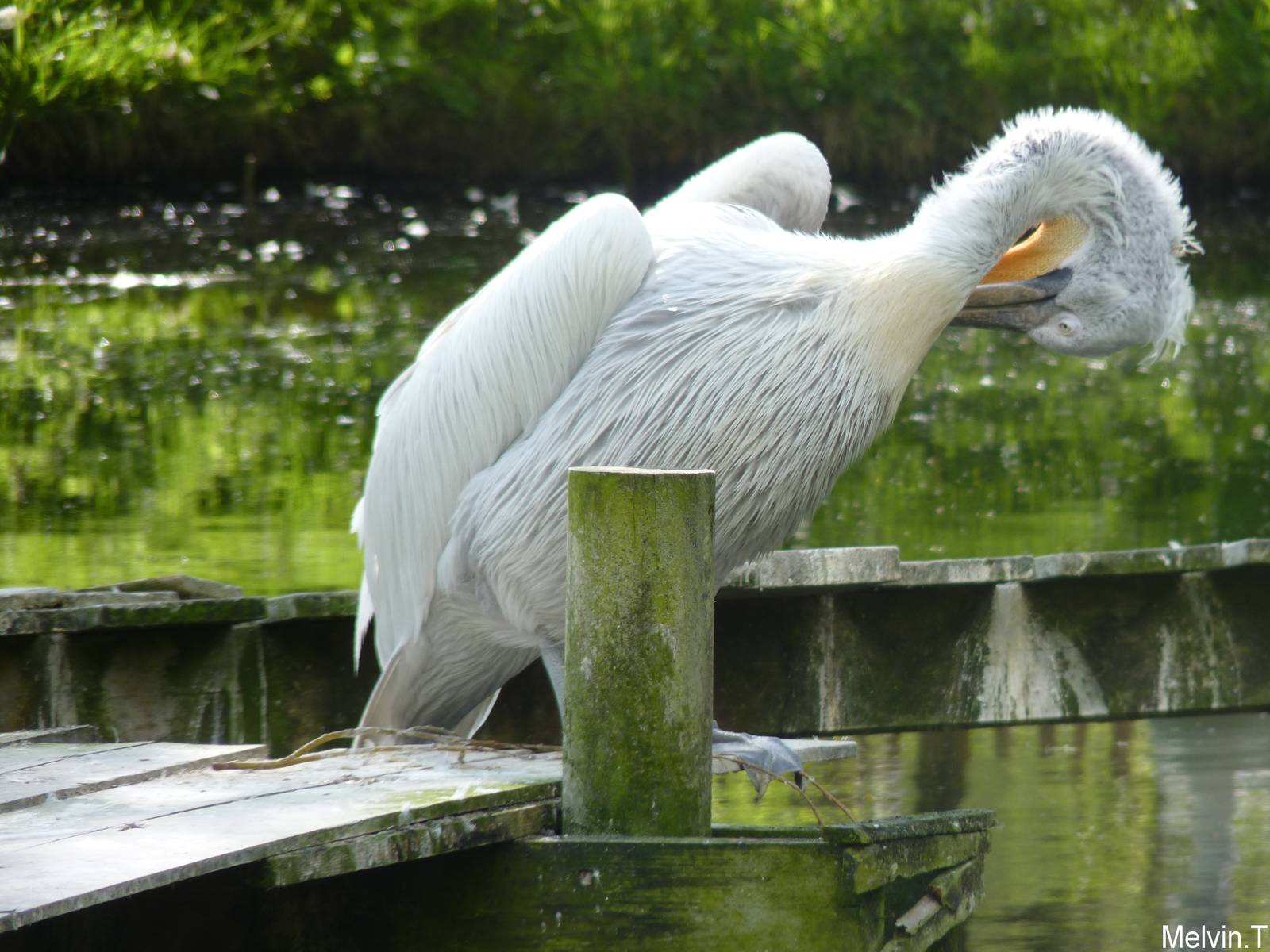 P?lican fris? / Dalmatian pelican (Pelecanus crispus)