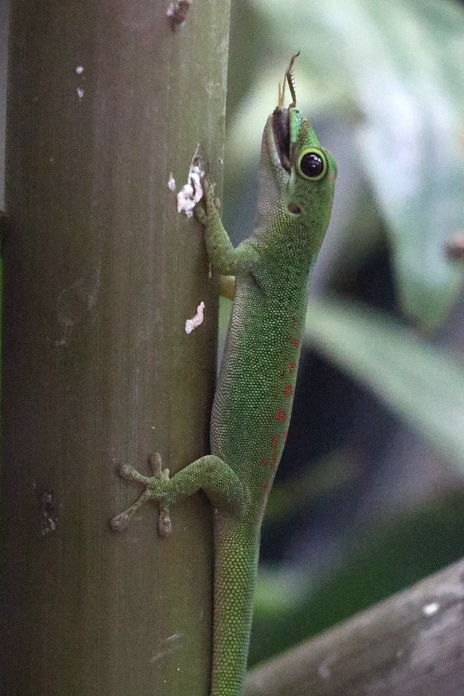 P. pasteuri? - Zoo Plzen