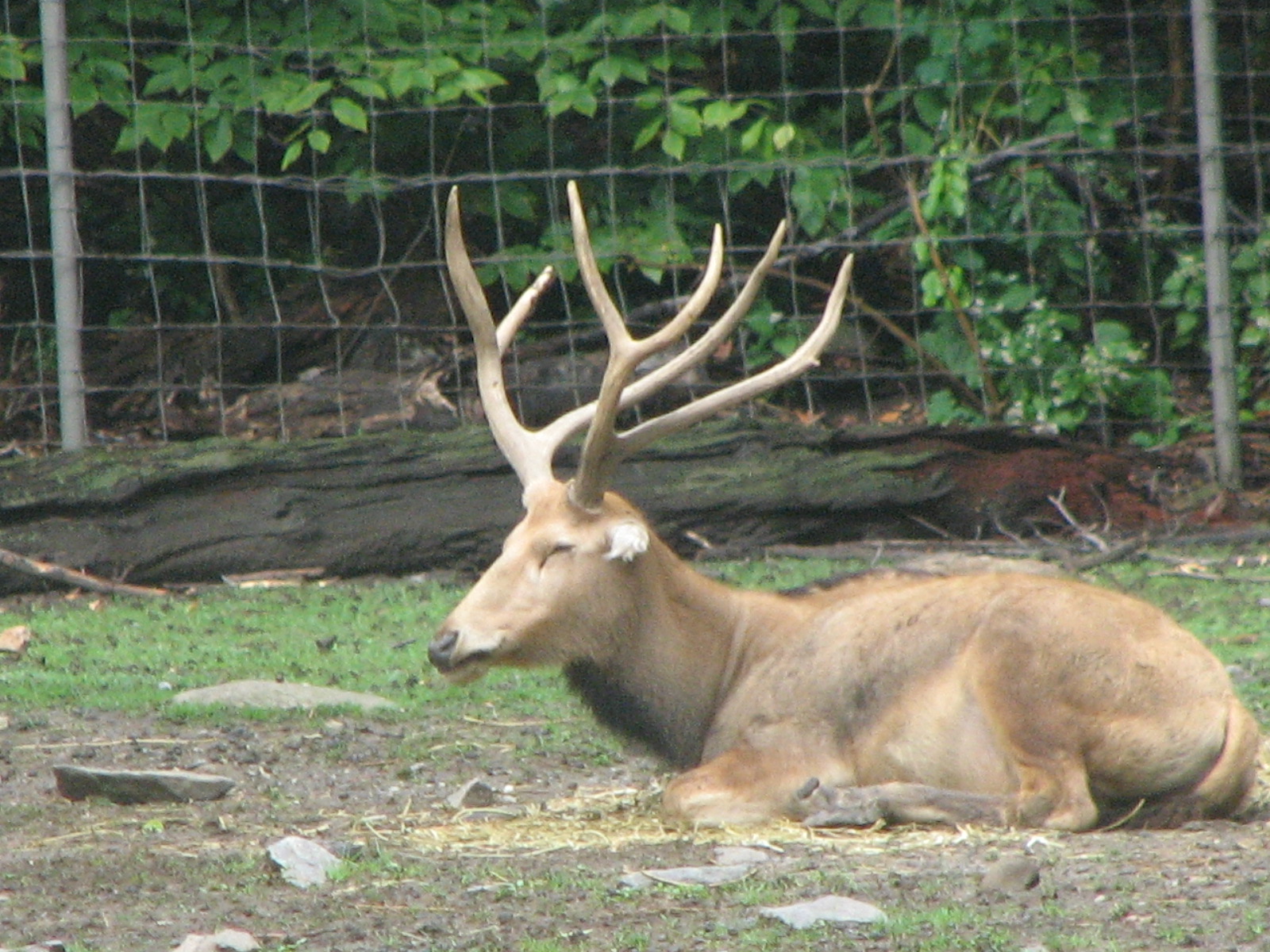 P?re David's deer 2011