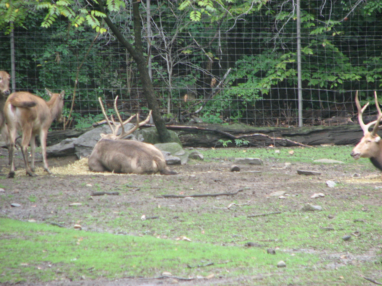 P?re David's deer 2011