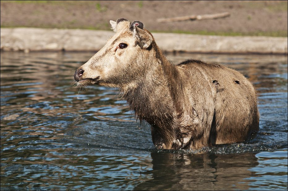 P?re David's deer at Serengeti Park