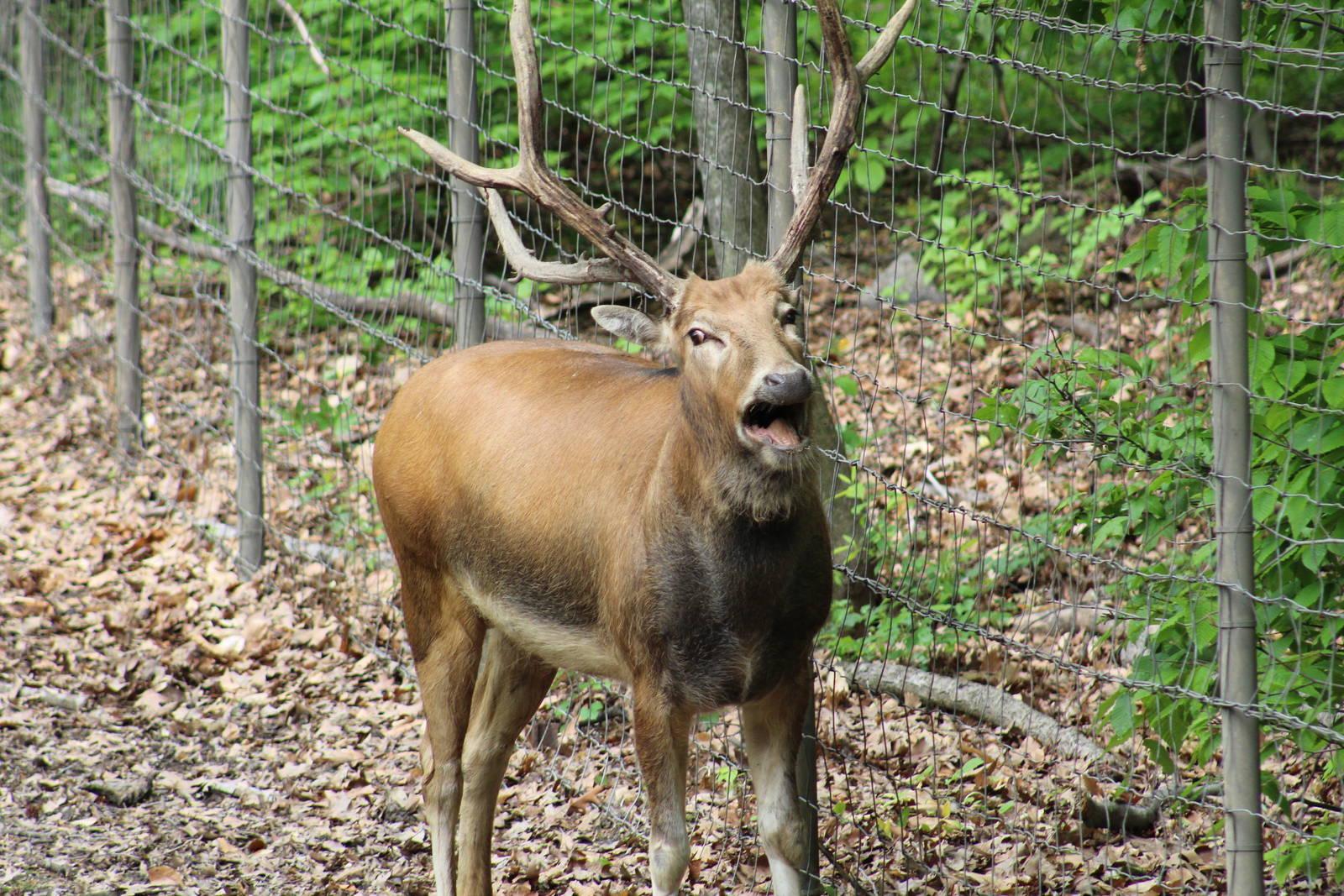 P?re David's Deer Bellowing