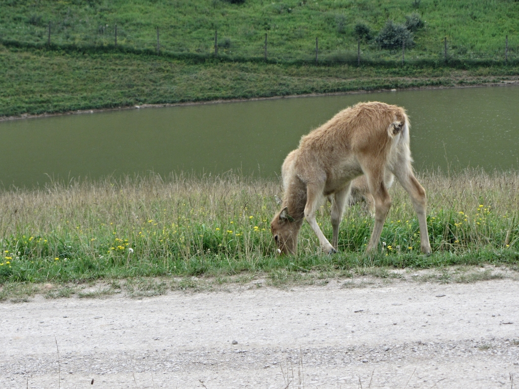 P?re David's Deer Calf