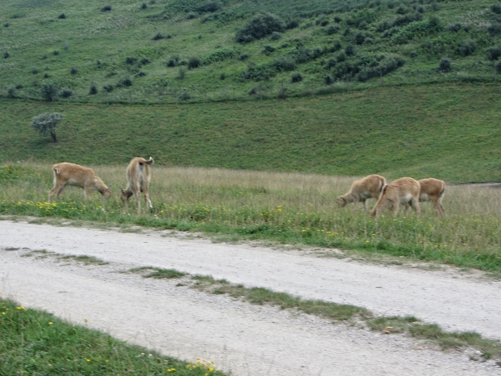 P?re David's Deer Calves