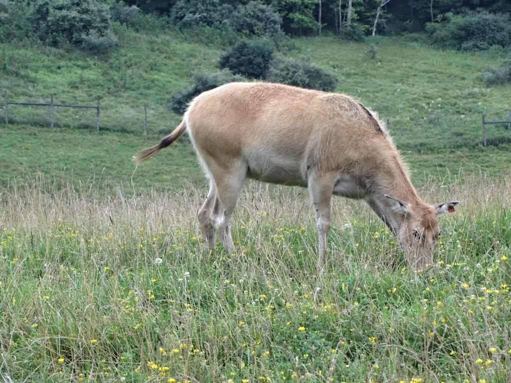 P?re David's Deer Cow