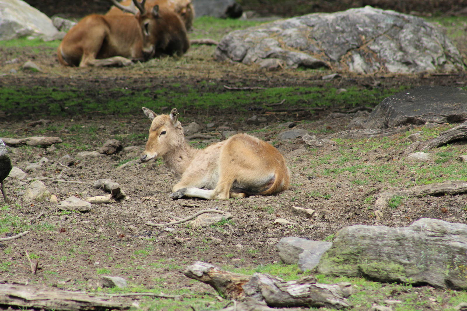 P?re David's Deer Fawn