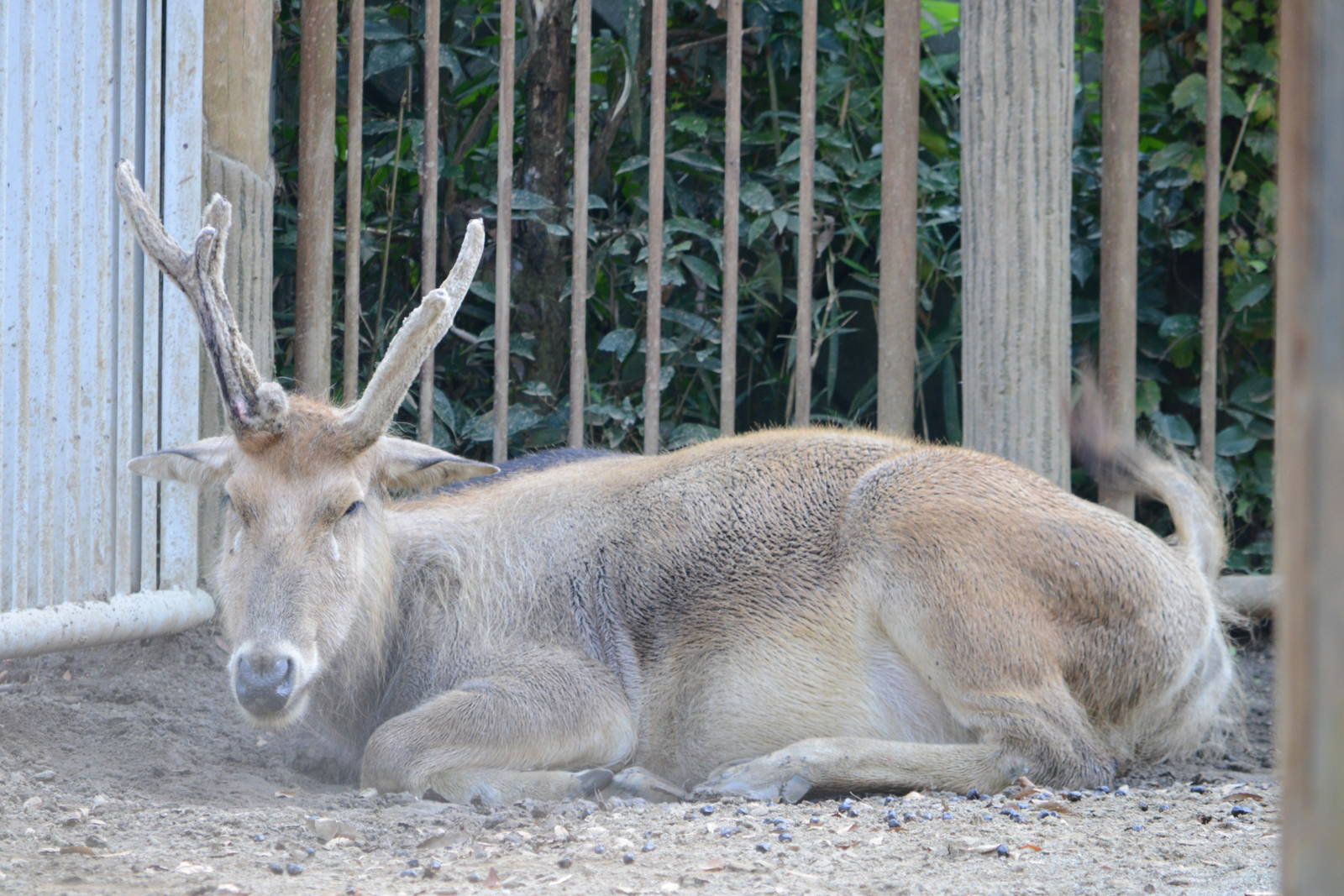 P?re David's deer (female)
