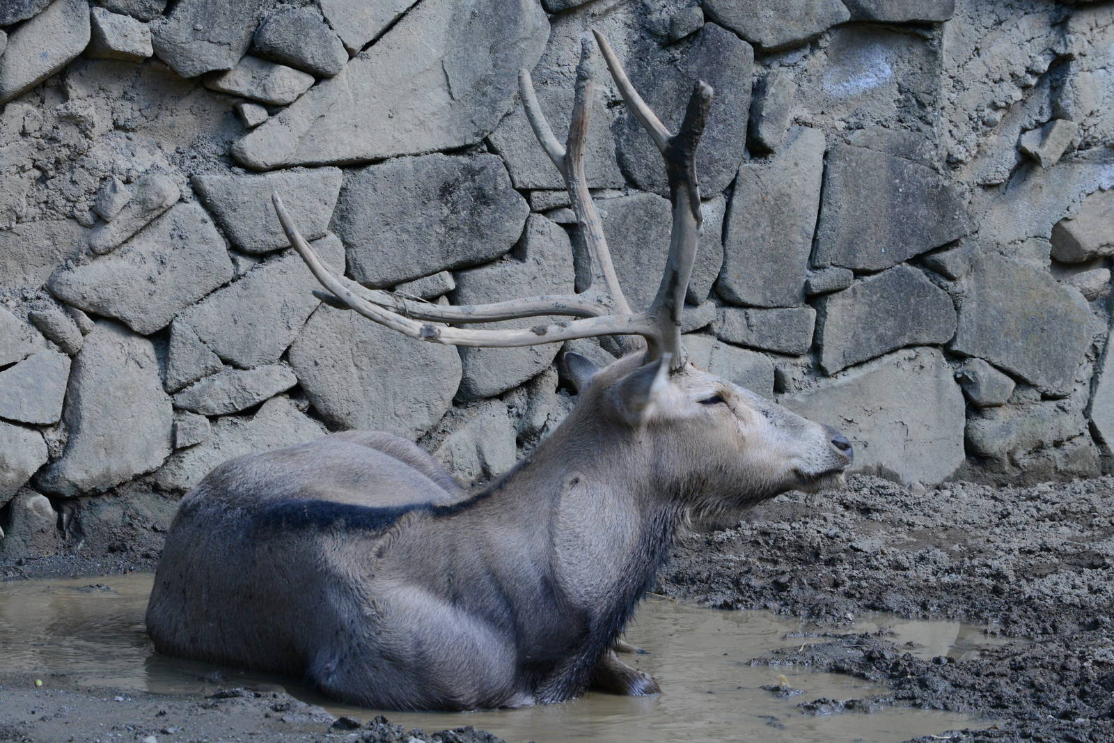 P?re David's deer (male)