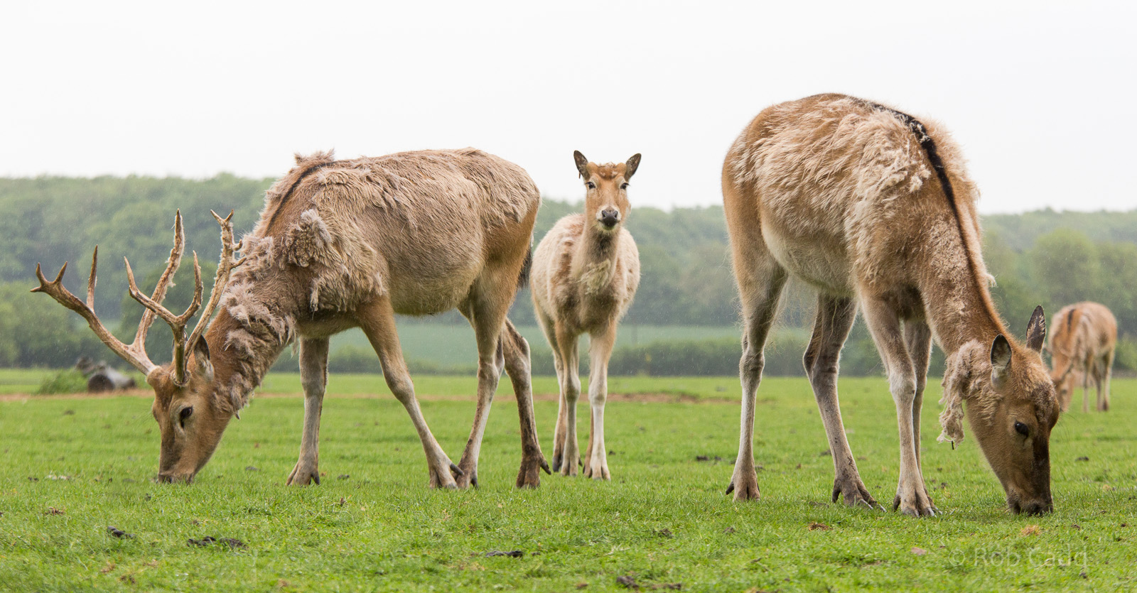 P?re David's deer : Whipsnade : 26 May 2014
