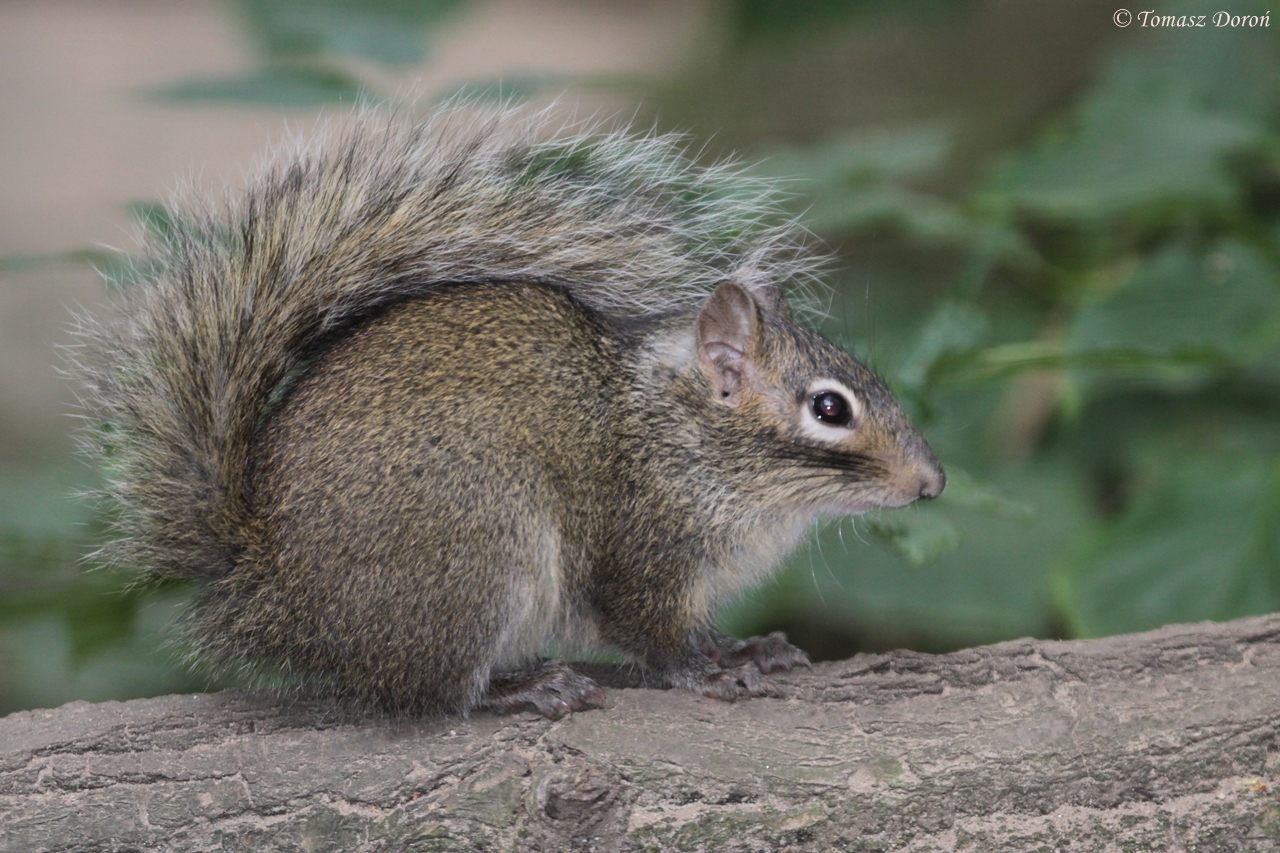 P?re David's Rock Squirrel (Sciurotamias davidianus)