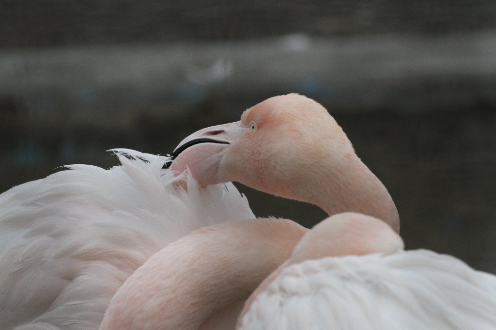 P. roseus (Mashhad Zoo)