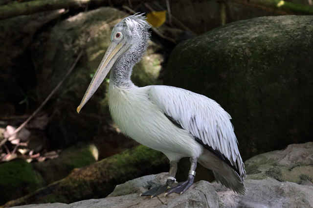 P. rufescens or P. philippensis? (Singapore Zoo)