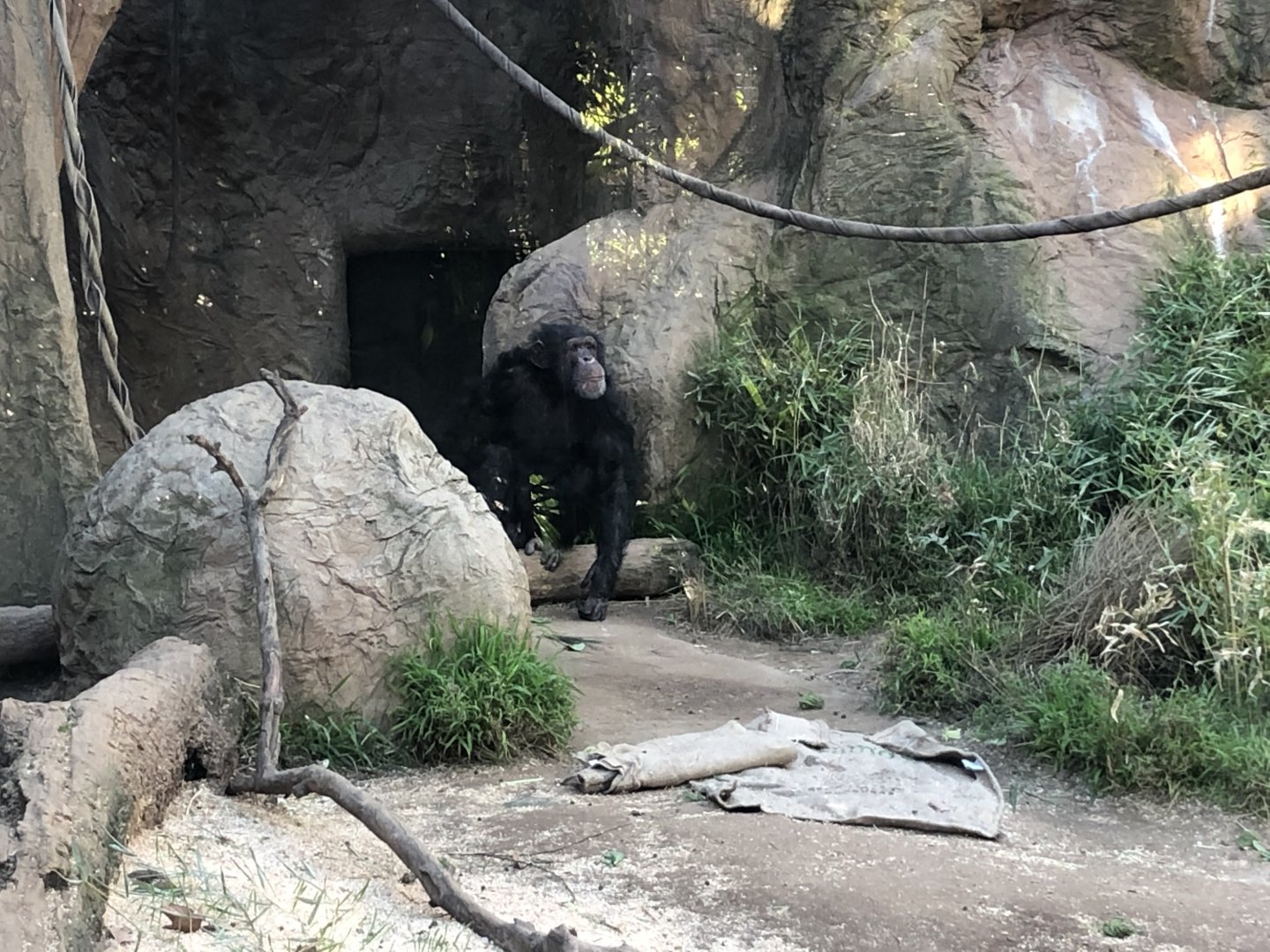 Pablo, Common chimpanzee