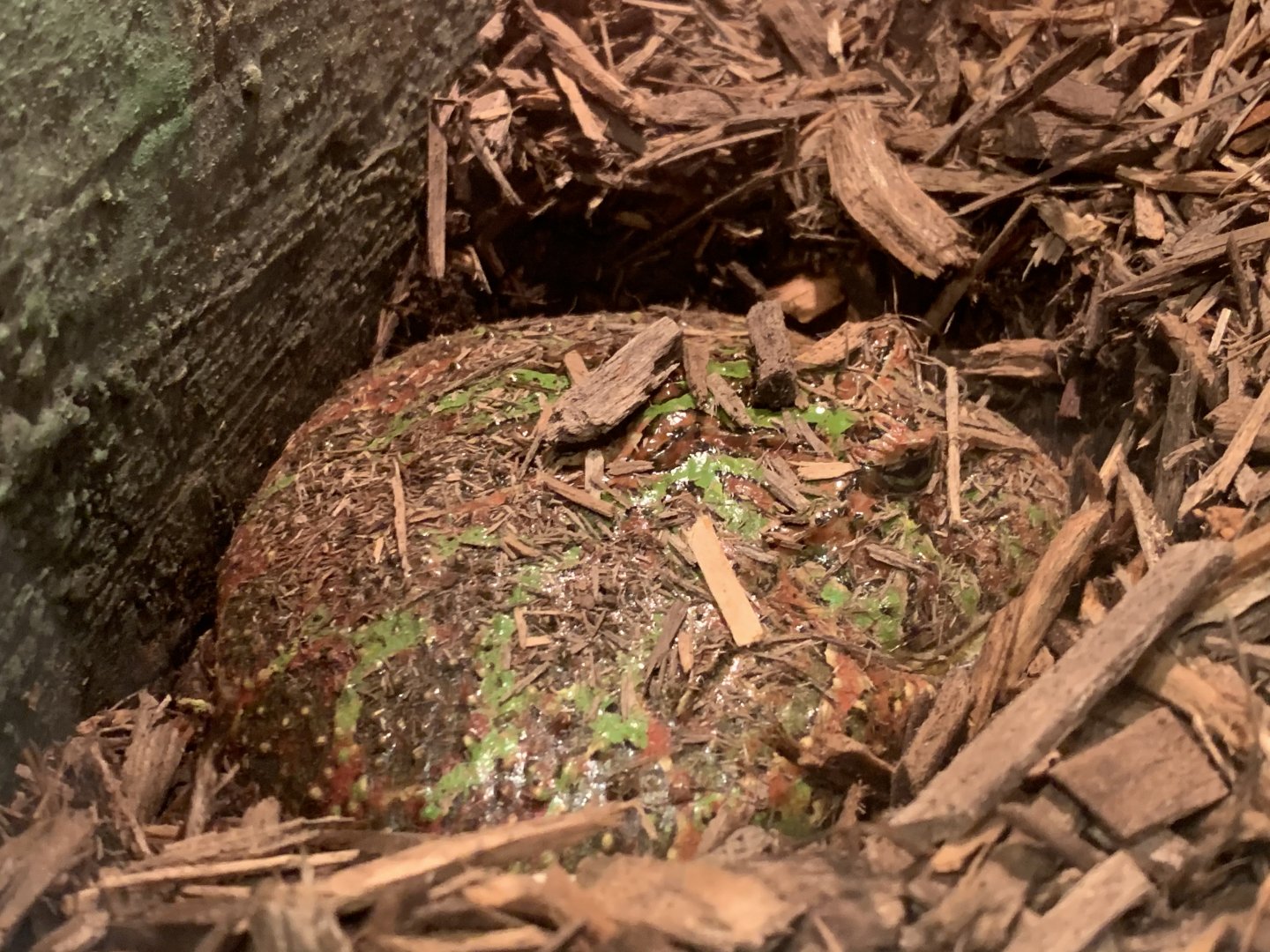 pac man frog in survival of the slowest