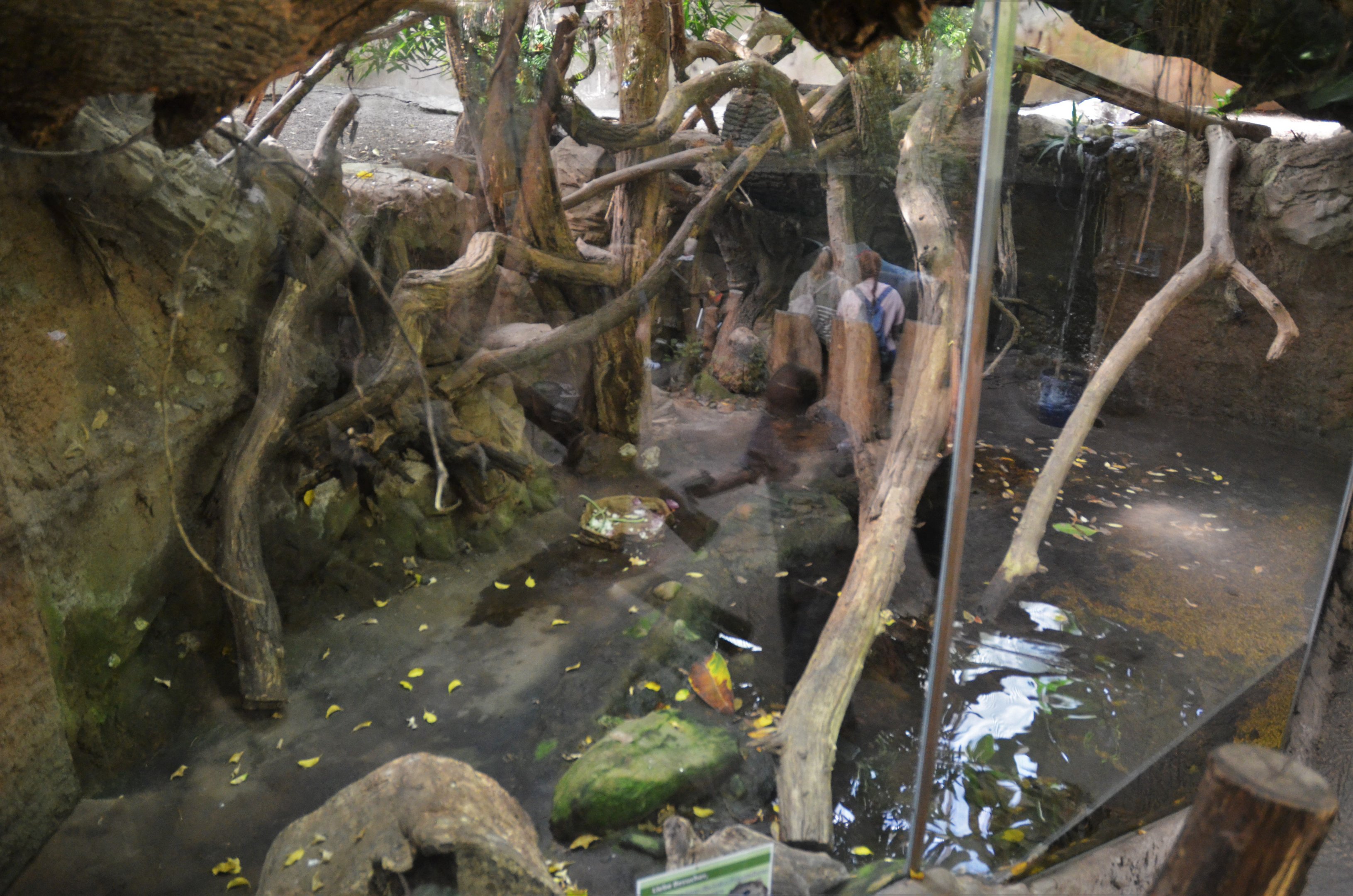 Paca/Caiman Lizard Mixed Exhbit at Duisburg, 17/06/19