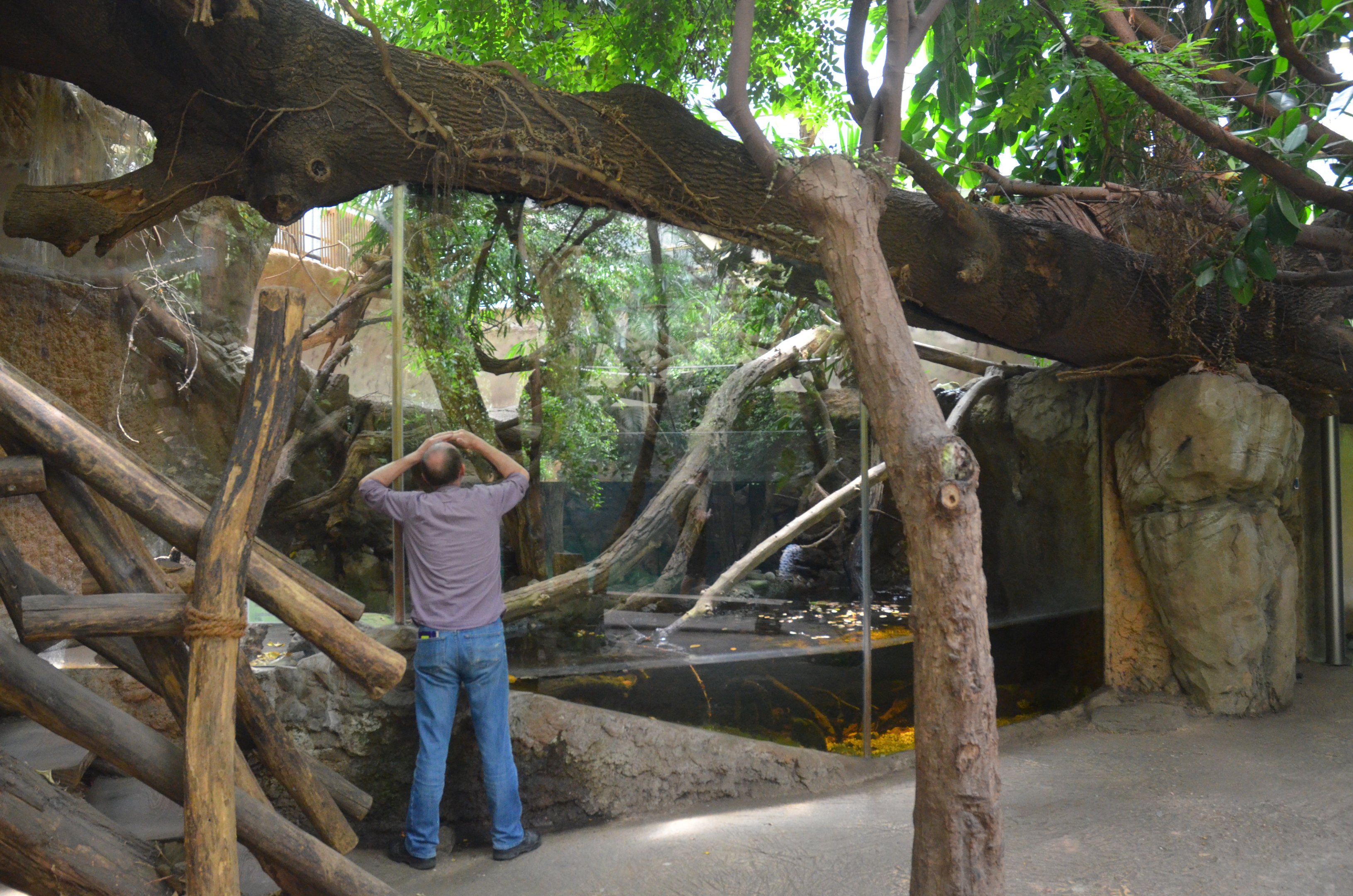Paca/Caiman Lizard Mixed Exhibit at Duisburg, 17/06/19