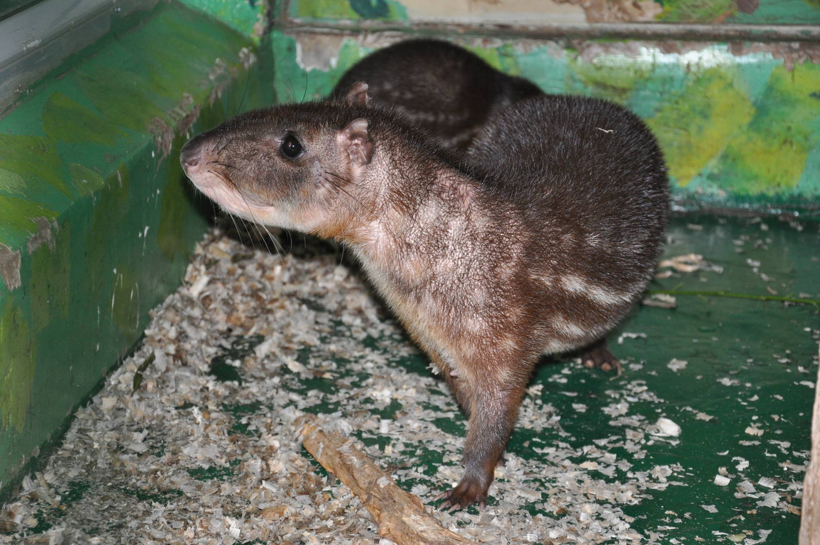 Paca/ Cuniculus paca