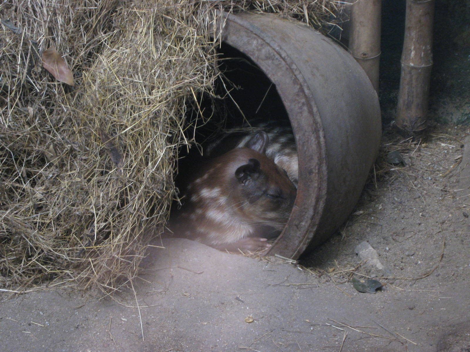 Paca (Cuniculus paca)