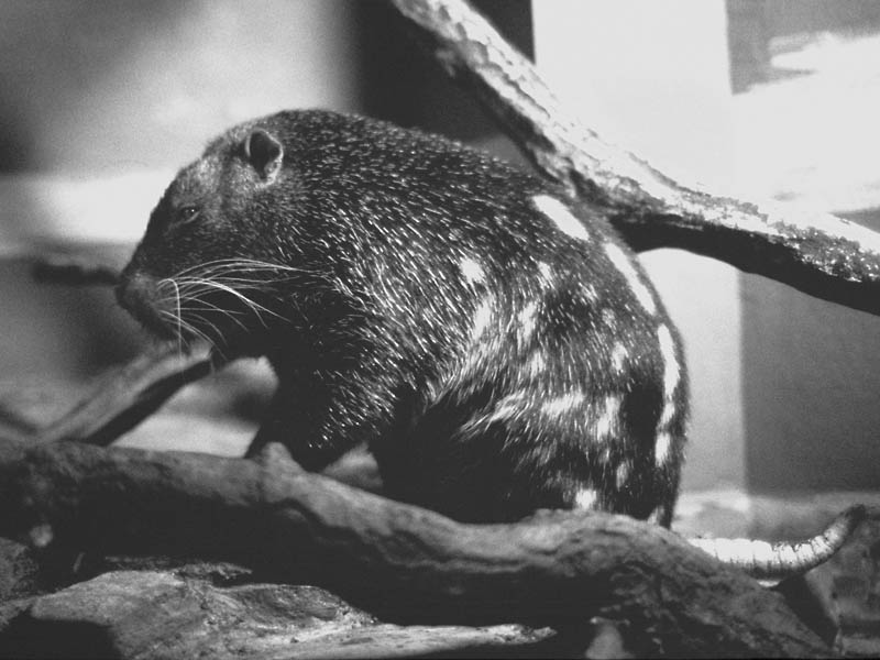 Pacarana at Bristol (B/W version)