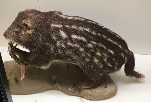 Pacarana (Dinomys branickii)