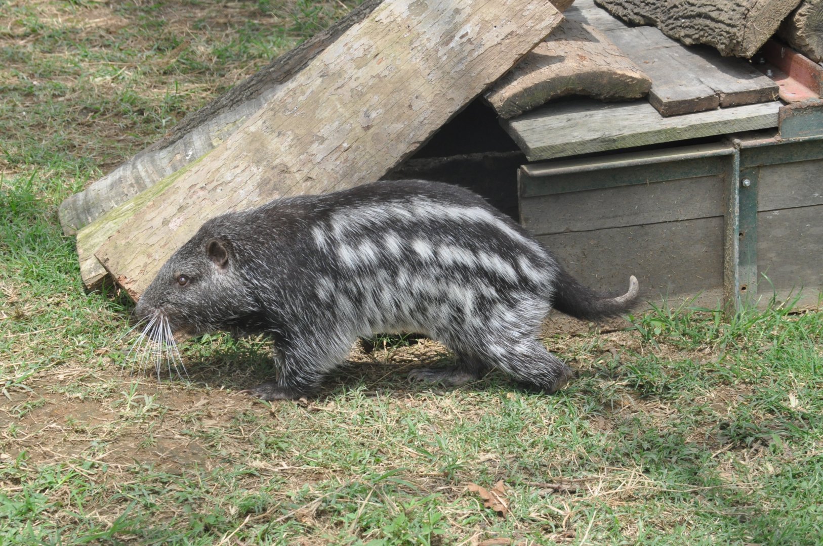Pacarana / Dinomys branickii