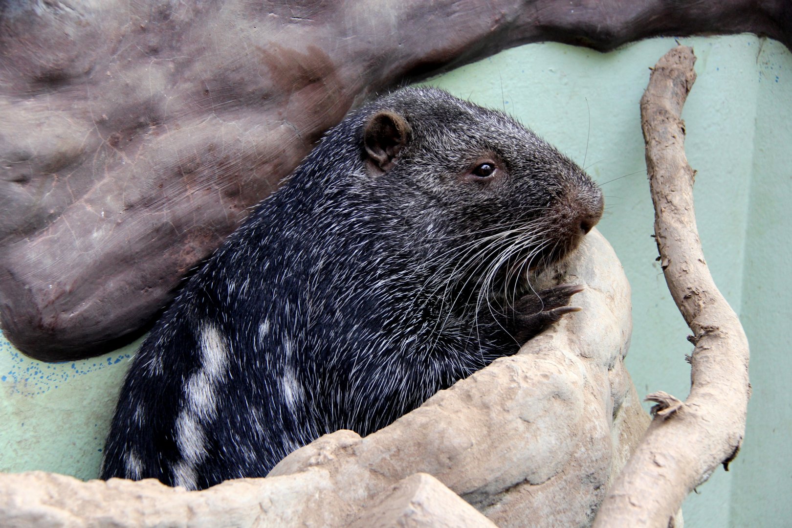 pacarana (Dinomys branickii)