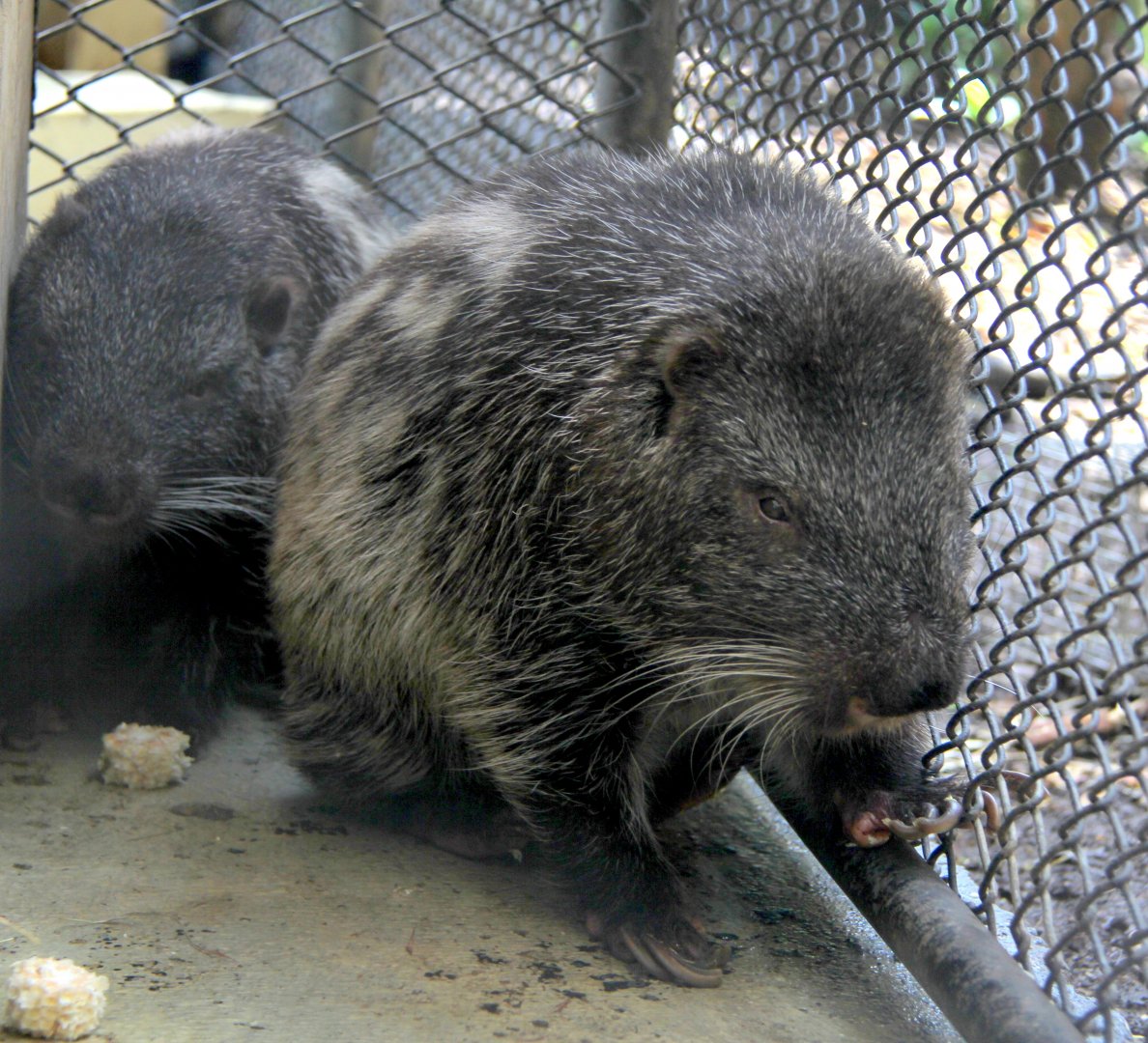 pacarana (Dinomys branickii)