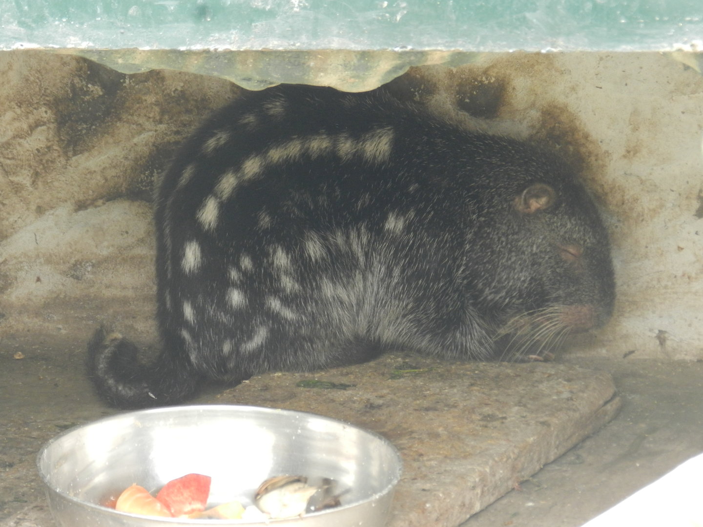 Pacarana - Parque Zoológico Huachipa