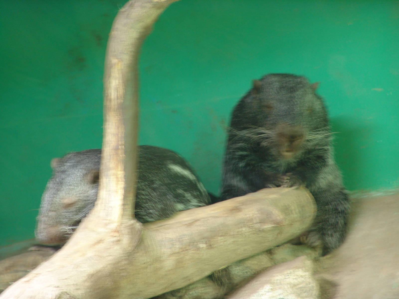 Pacaranas (Dinomys branickii)