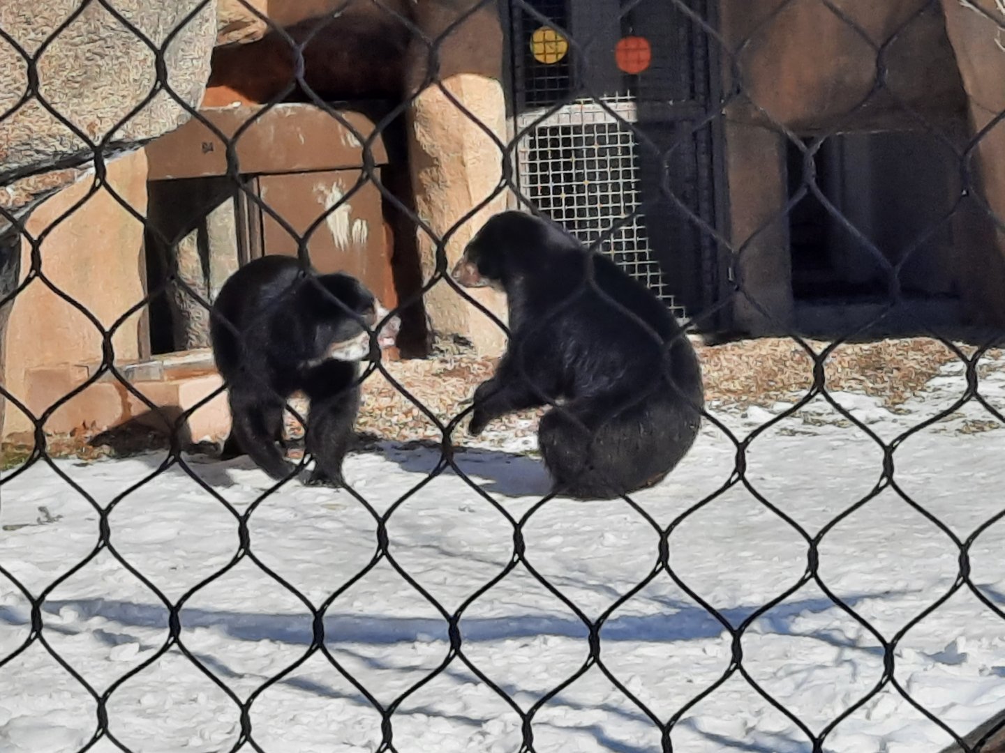 Pacha and Sinchi - Andean Bears