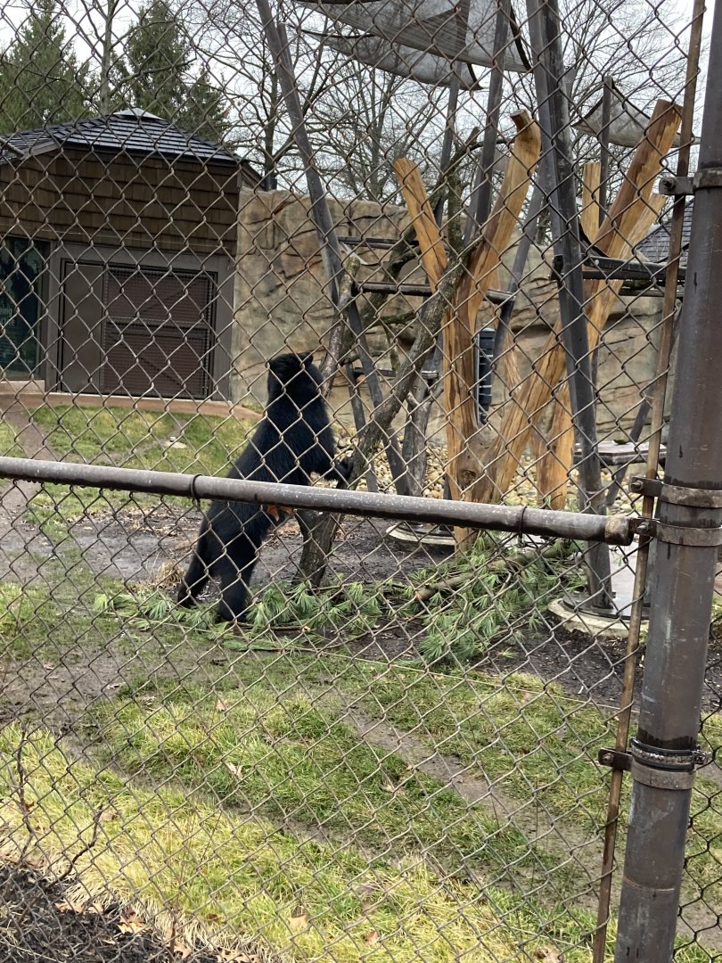 Pacha the Andean Bear