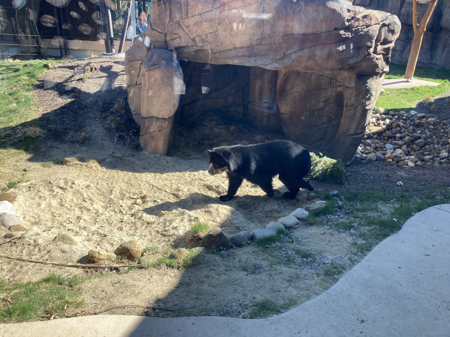 Pacha the Andean Bear