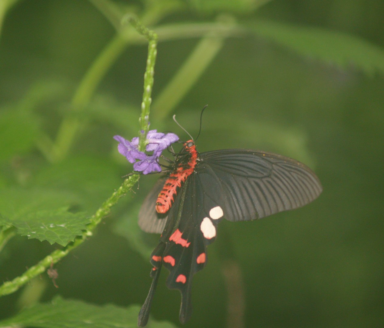 Pachliopta aristolochiae, 2008-03-01