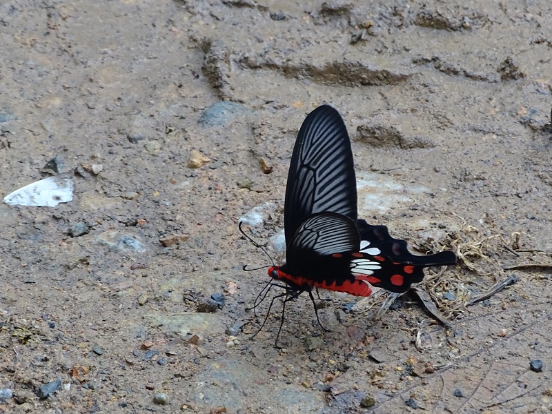 Pachliopta aristolochiae