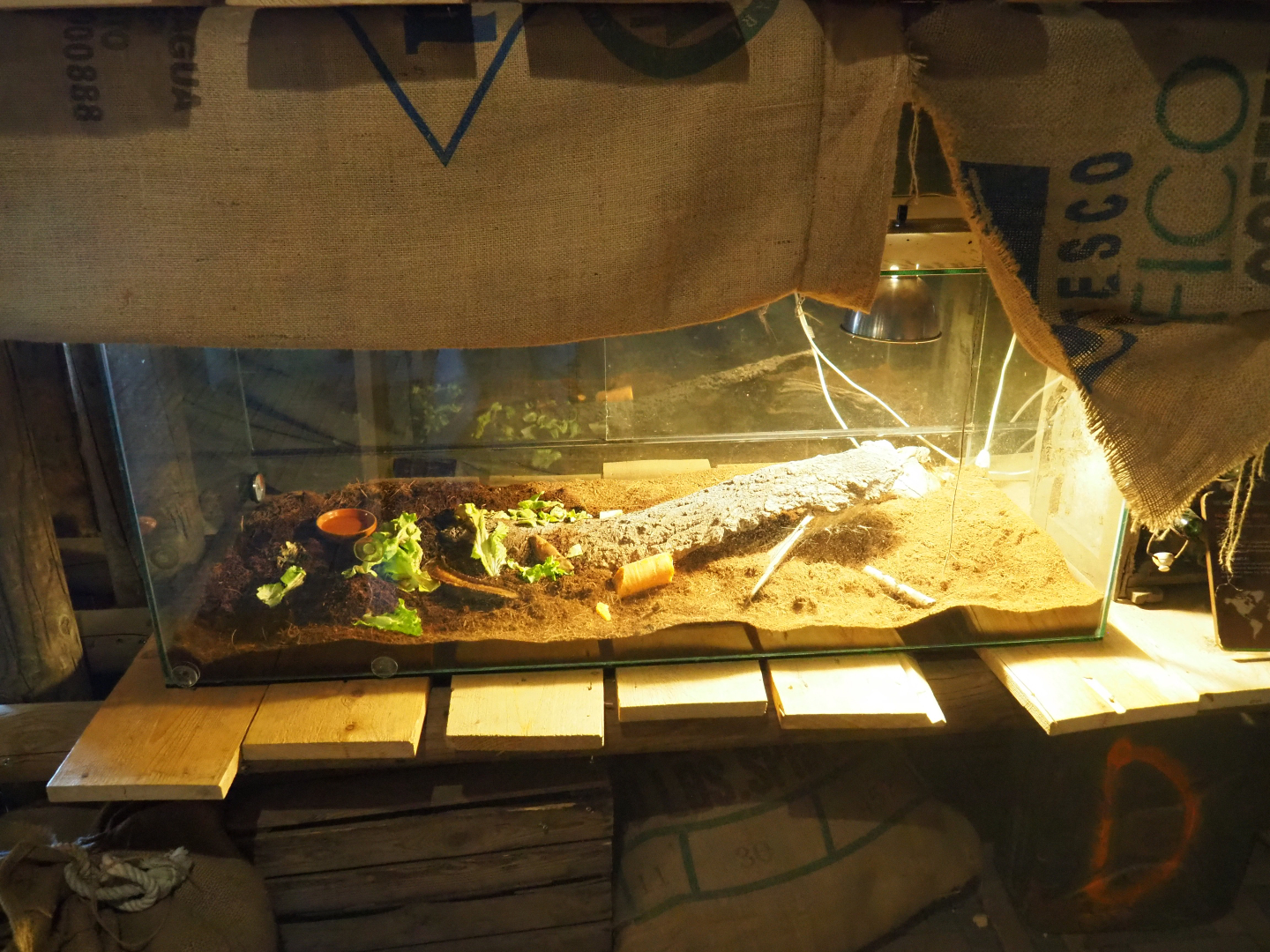 Pachnoda beetle terrarium, 2019-06-01