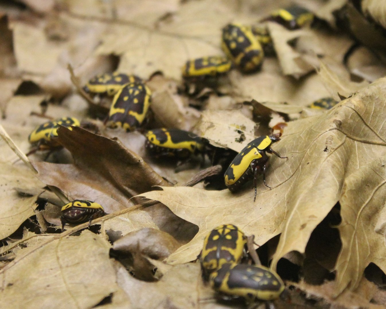 Pachnoda fissipuncta aemula - Flower beetles