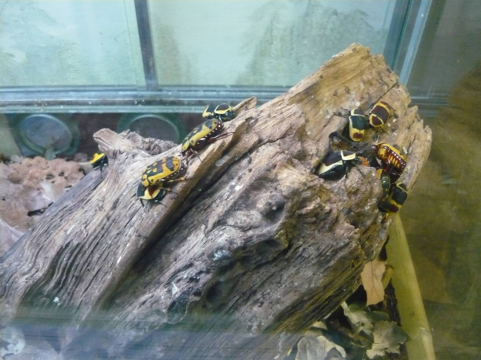 Pachnoda marginata and Pachnoda trimaculata