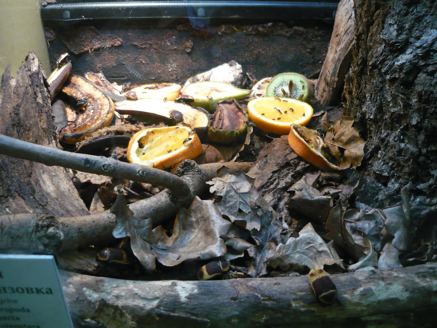 Pachnoda marginata exhibit