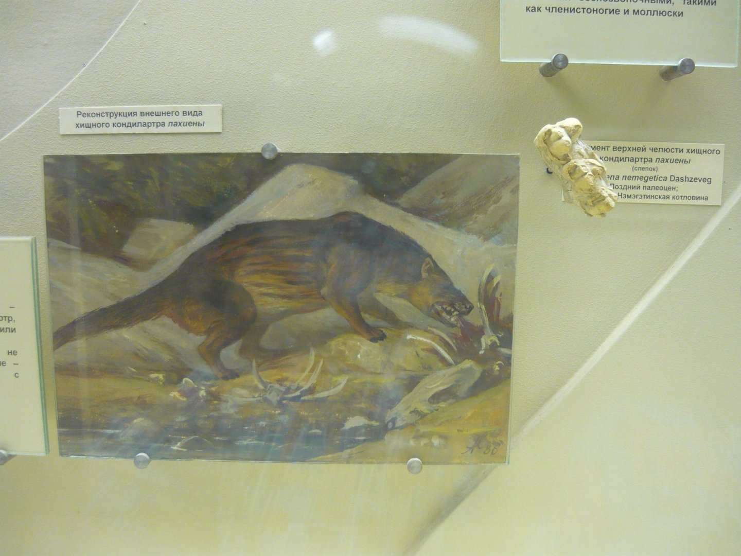 Pachyaena nemegetica jaw fragment and reconstruction