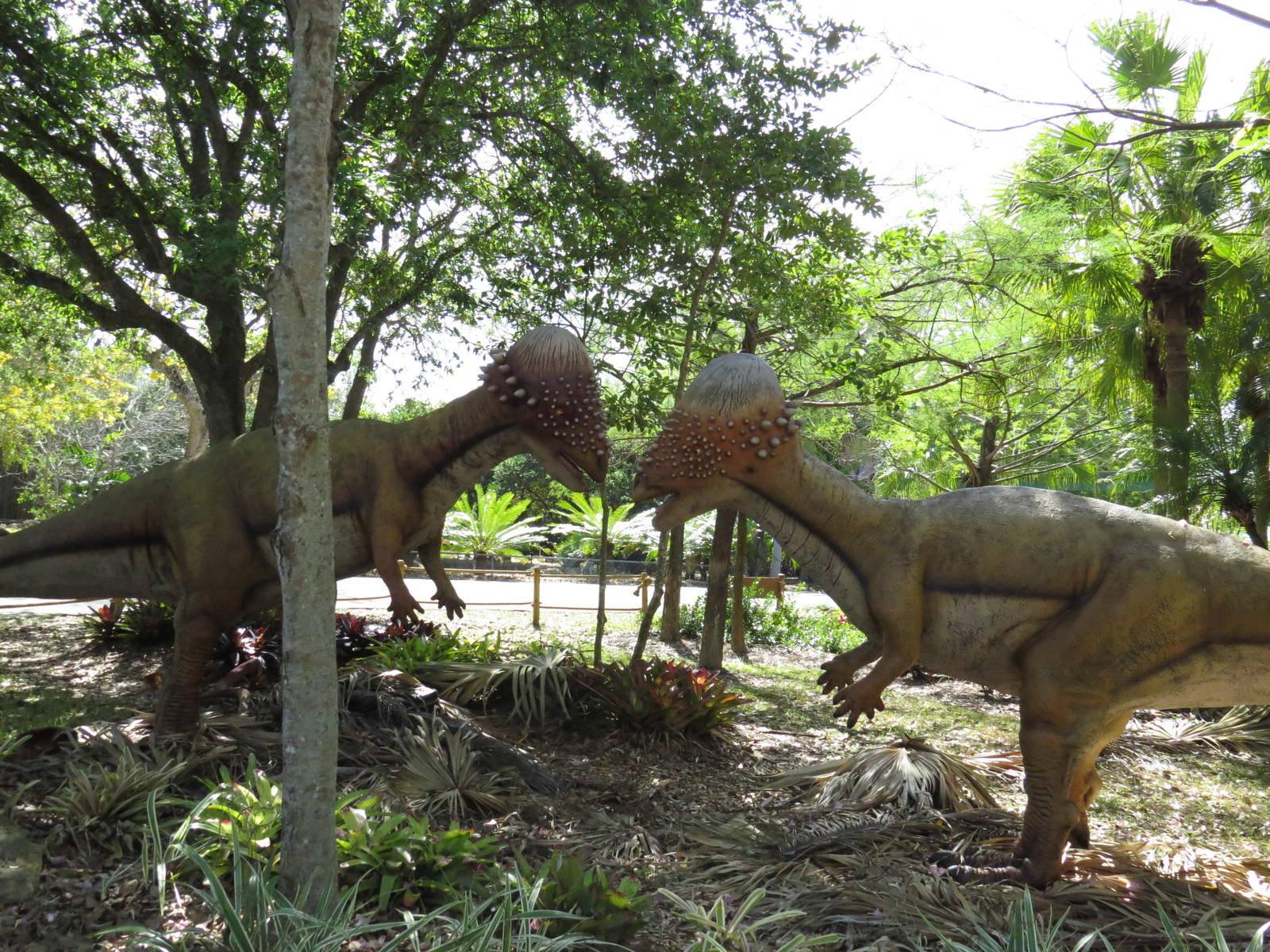 Pachycephalosaurs, March 2015