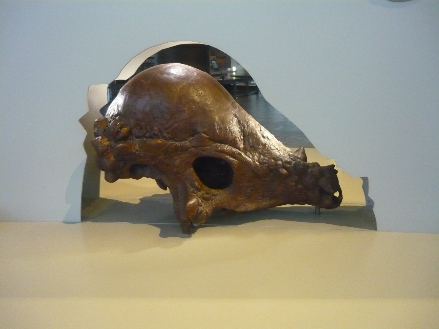 Pachycephalosaurus skull (cast)